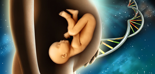 ‘Steer Clear of Creating GMO Babies