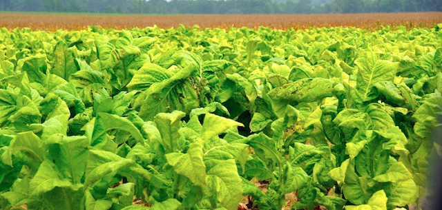 90% Of All Tobacco Is Full of Pesticides