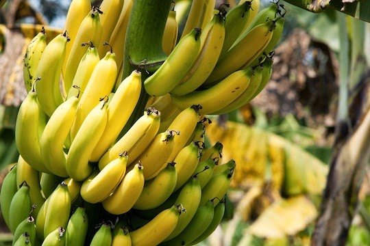GMO bananas are coming to a supermarket near you
