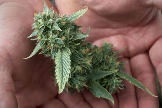Watch How Cannabis Ravages Cancer Cells. This Is Mind-Blowing